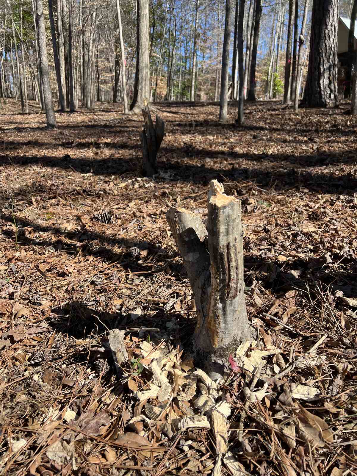 Beavers in The Hermitage